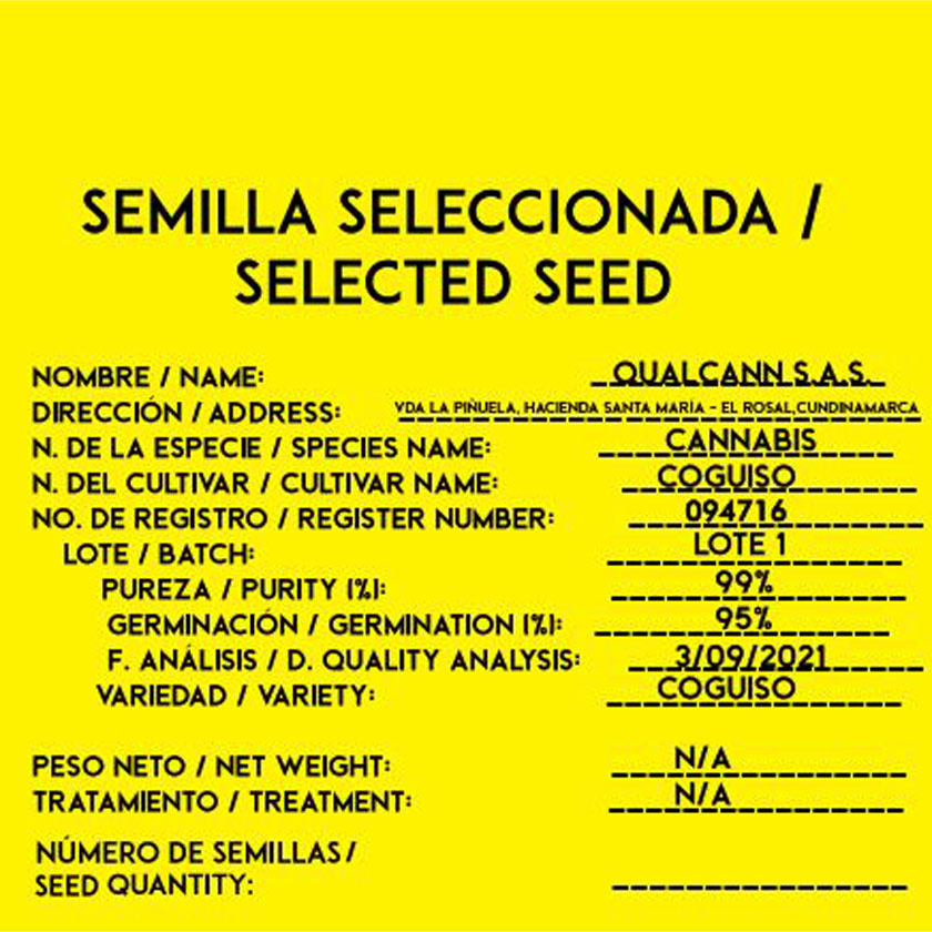 3 SEMILLAS FEMINIZADAS CARTAGENA GOLDEN - Imagen 2